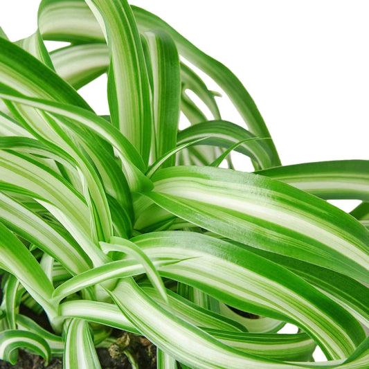 SPIDER PLANT 'BONNIE'