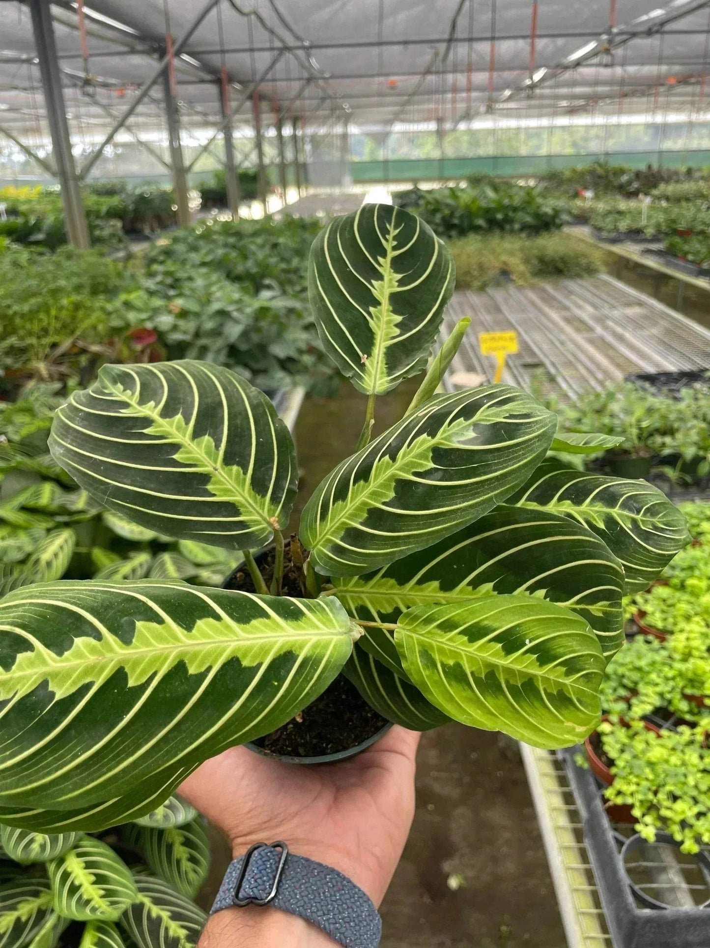 MARANTA 'LEMON LIME' (PRAYER PLANT)