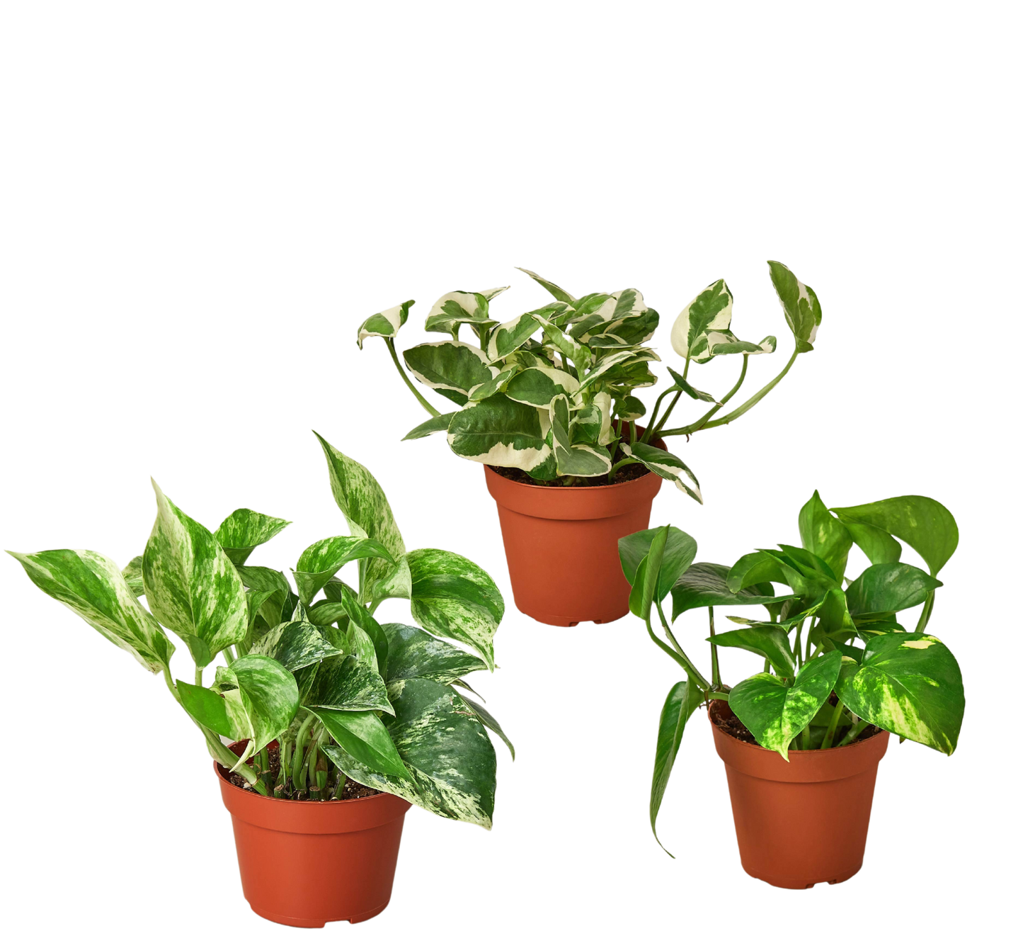 3 POTHOS VARIETY PACK
