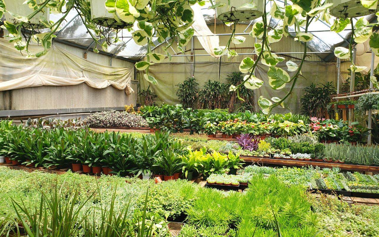 MYSTERY PLANT MONTHLY SUBSCRIPTION BOX