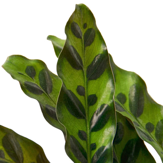 CALATHEA LANCIFOLIA 'RATTLESNAKE'