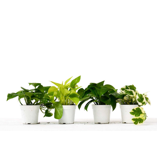 4 POTHOS VARIETY PACK