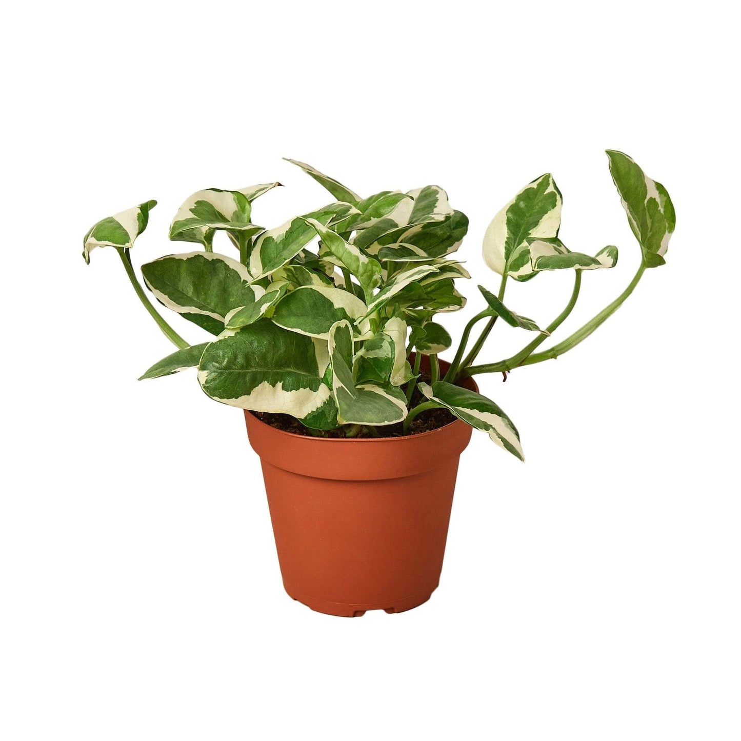POTHOS 'N JOY