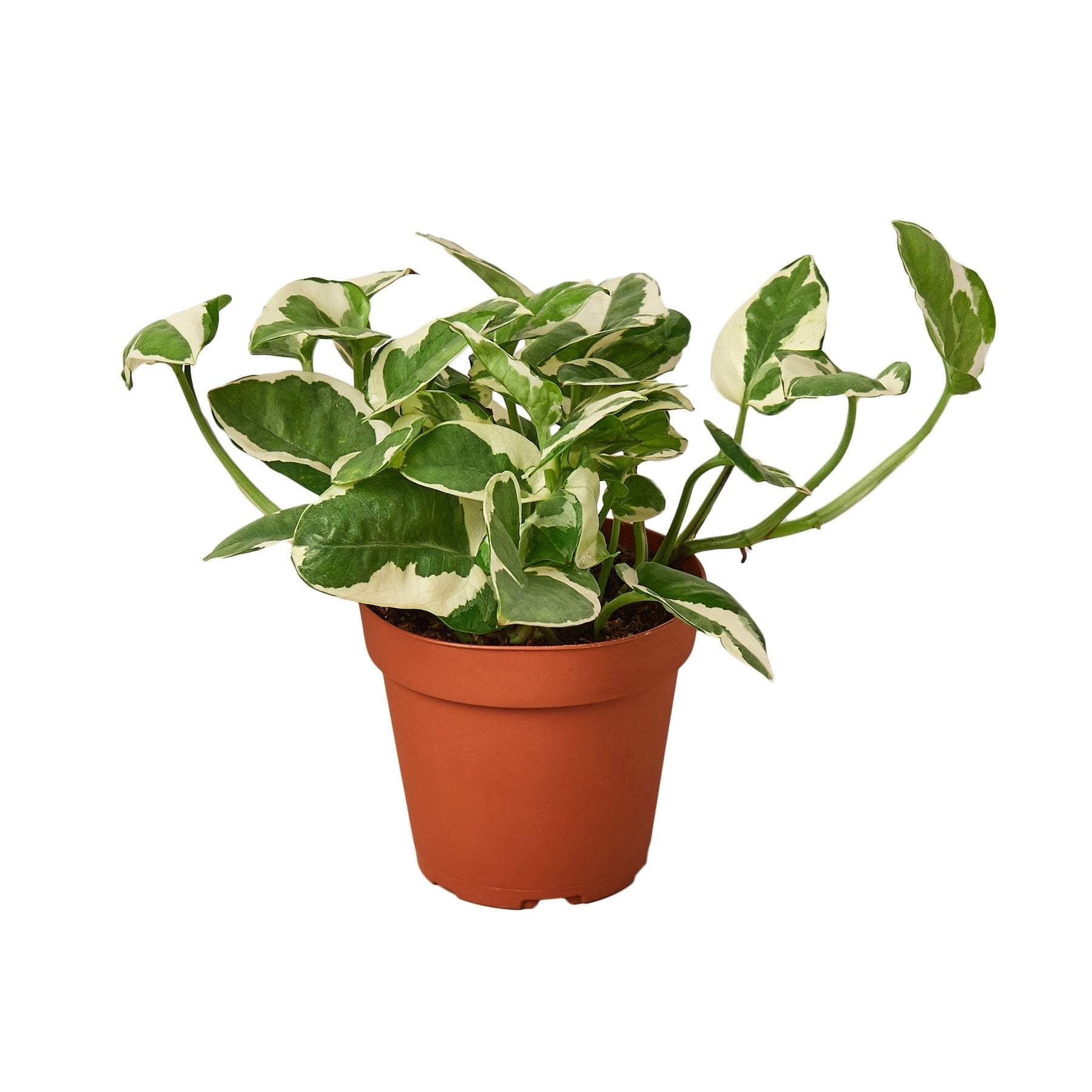 POTHOS 'N JOY