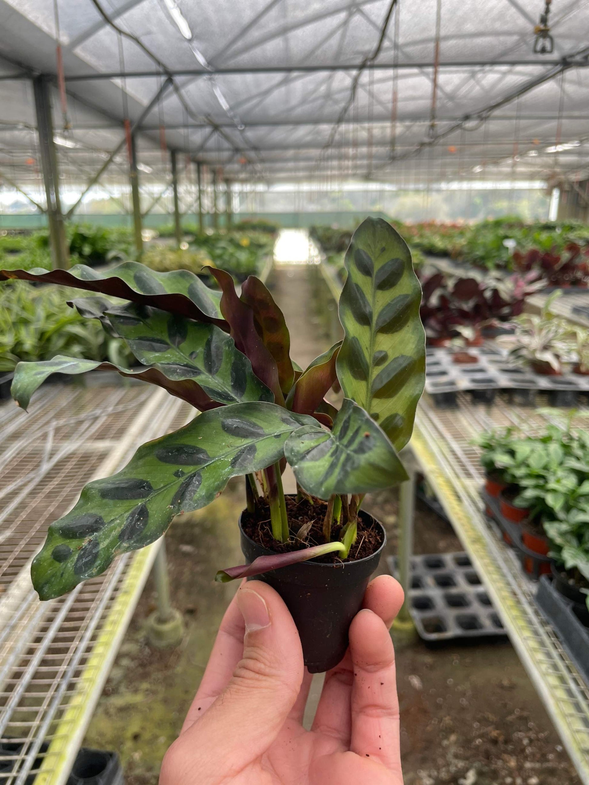 CALATHEA LANCIFOLIA 'RATTLESNAKE'