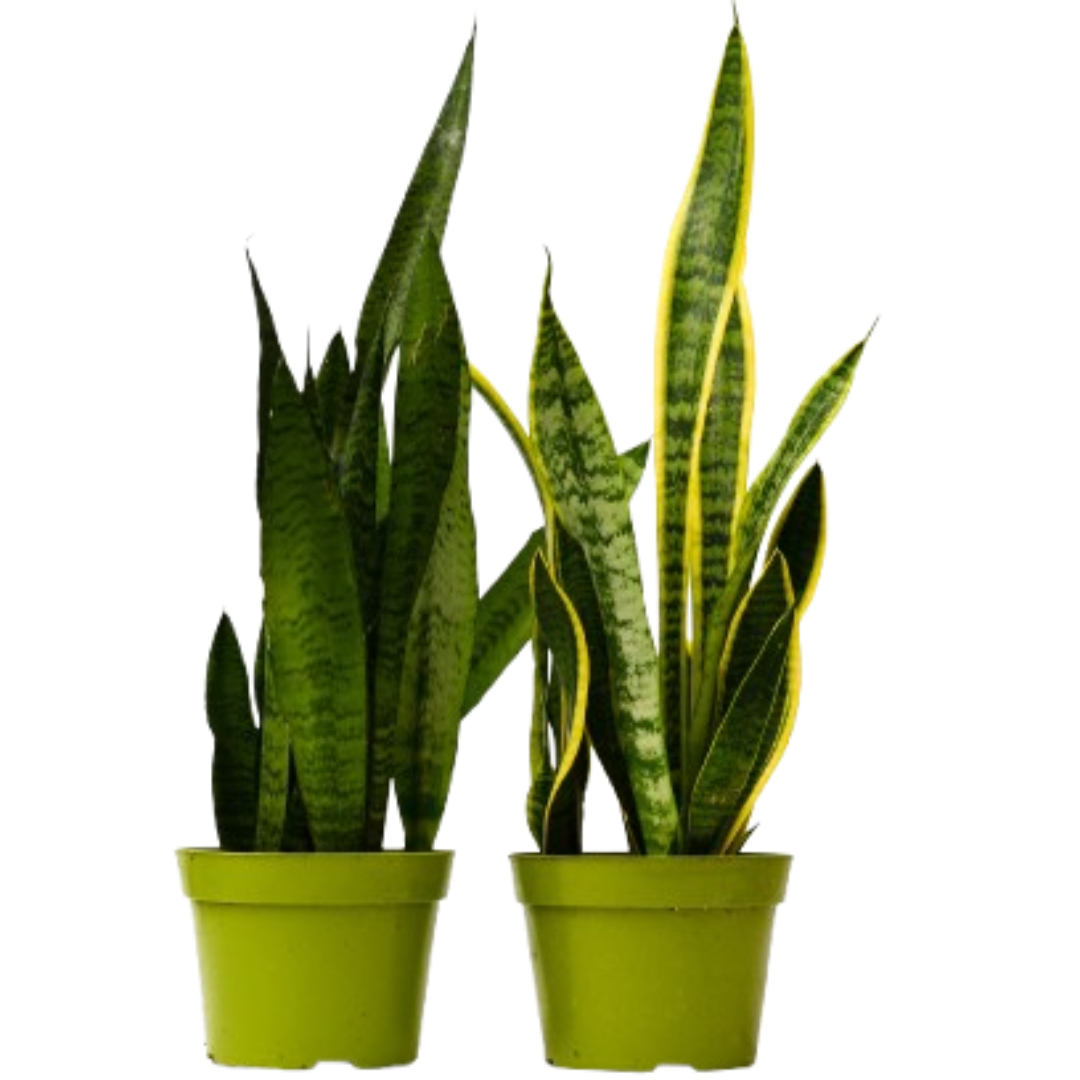 SNAKE (SANSEVIERIA) PLANT VARIETY PACK [2]