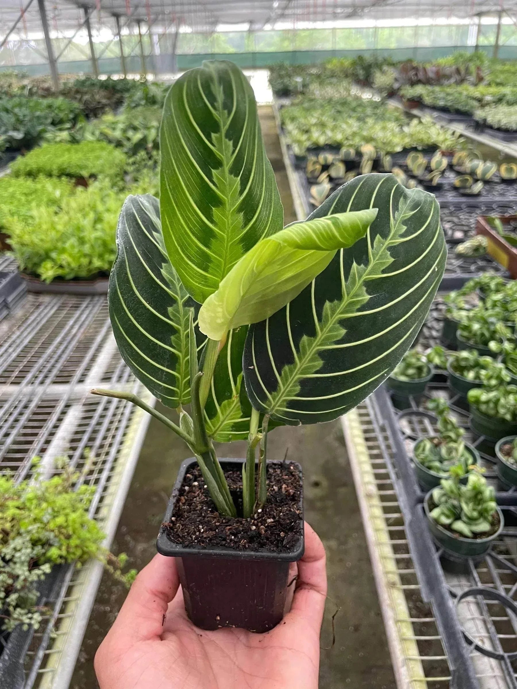 MARANTA 'LEMON LIME' (PRAYER PLANT)