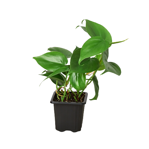 PHILODENDRON CORDATUM HEARTLEAF