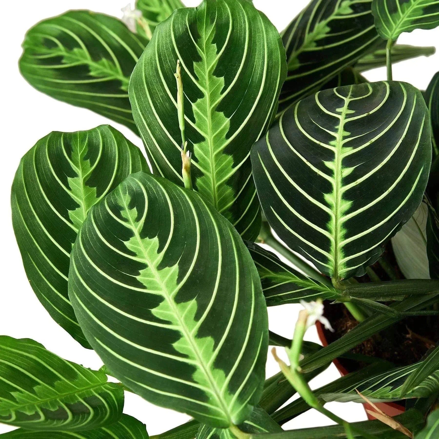 MARANTA 'LEMON LIME' (PRAYER PLANT)