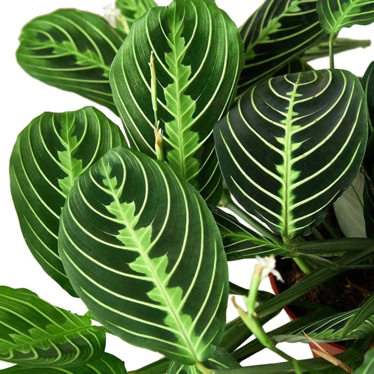 MARANTA 'LEMON LIME' (PRAYER PLANT)