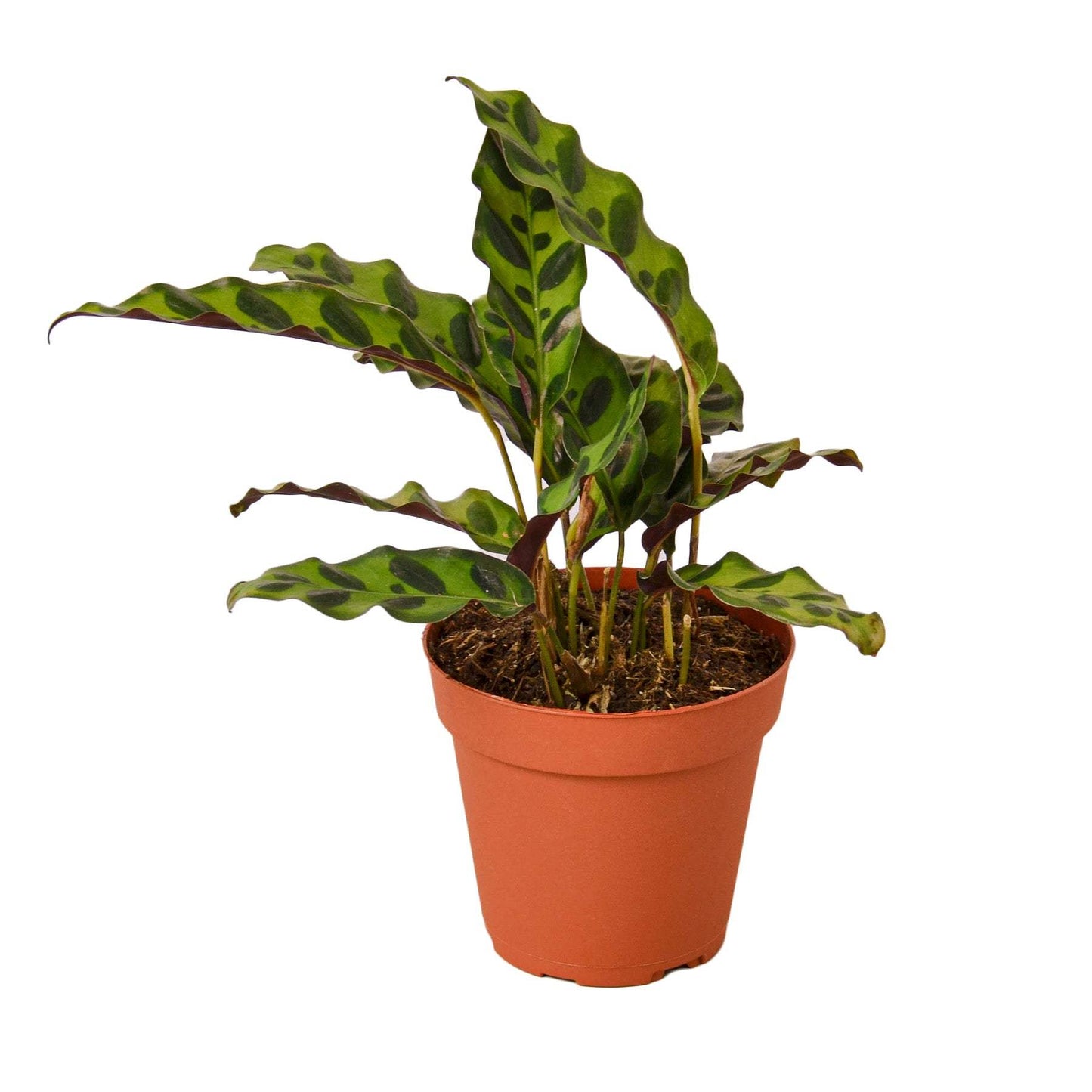 CALATHEA LANCIFOLIA 'RATTLESNAKE'
