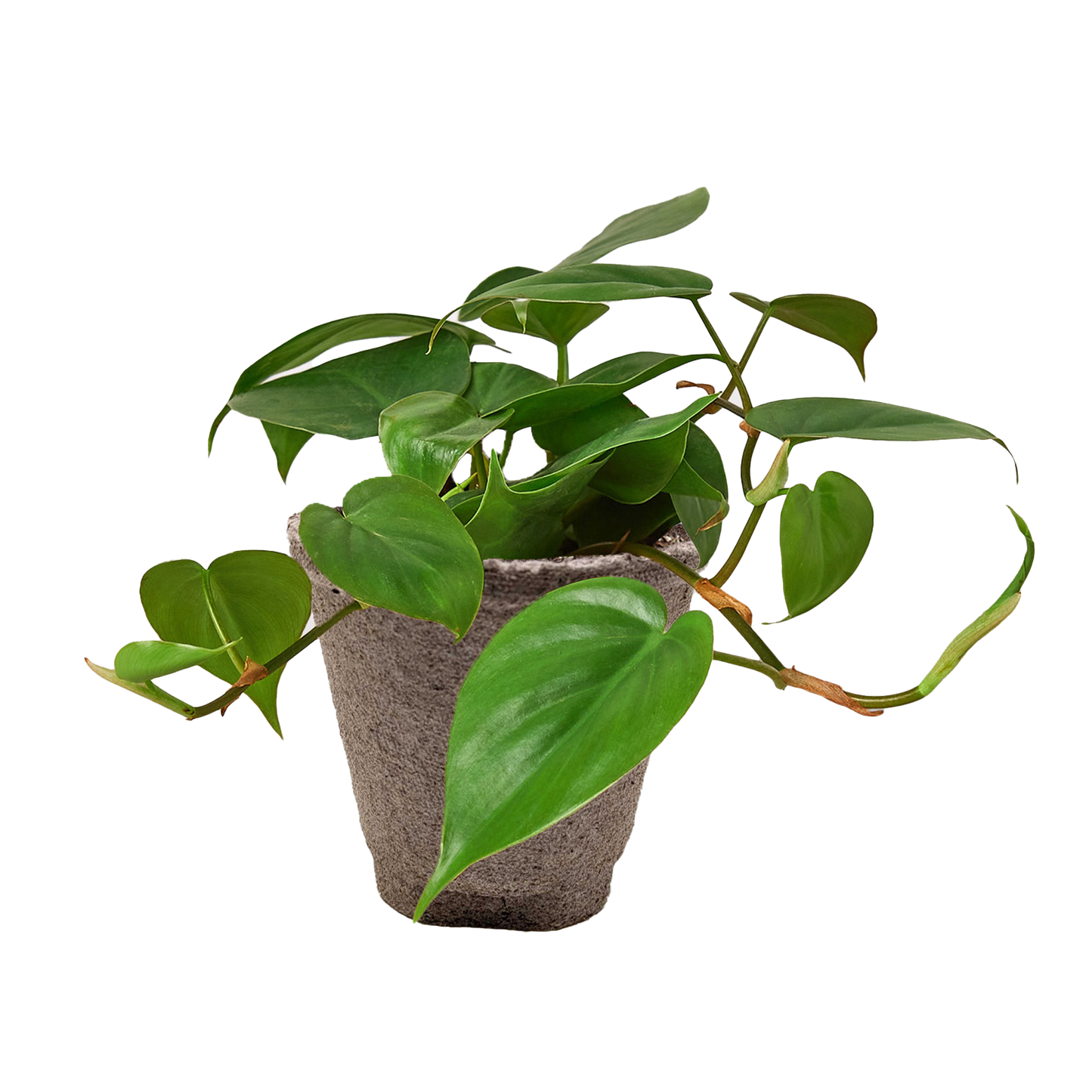 PHILODENDRON CORDATUM HEARTLEAF