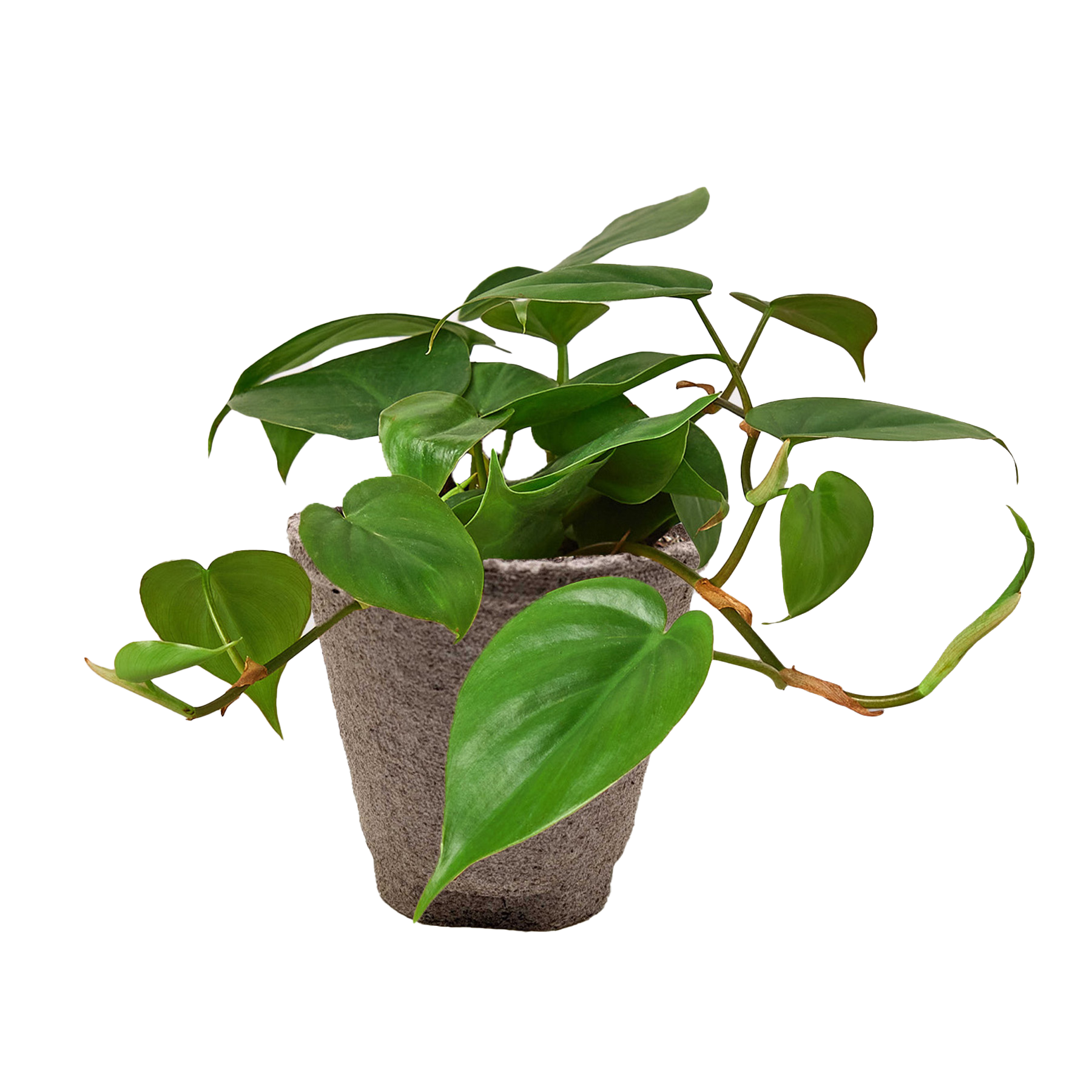 PHILODENDRON CORDATUM HEARTLEAF