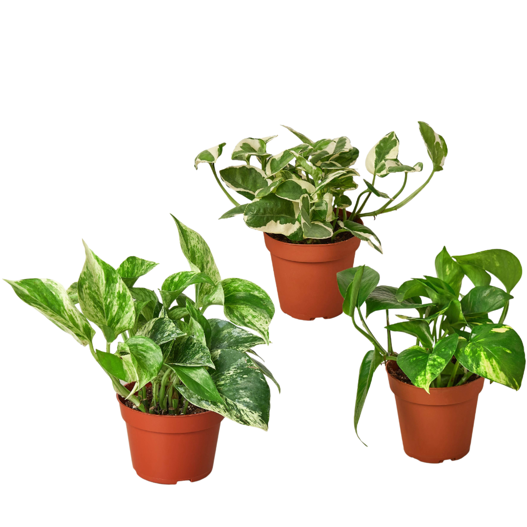 3 POTHOS VARIETY PACK