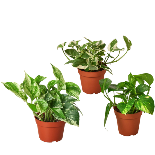 3 POTHOS VARIETY PACK