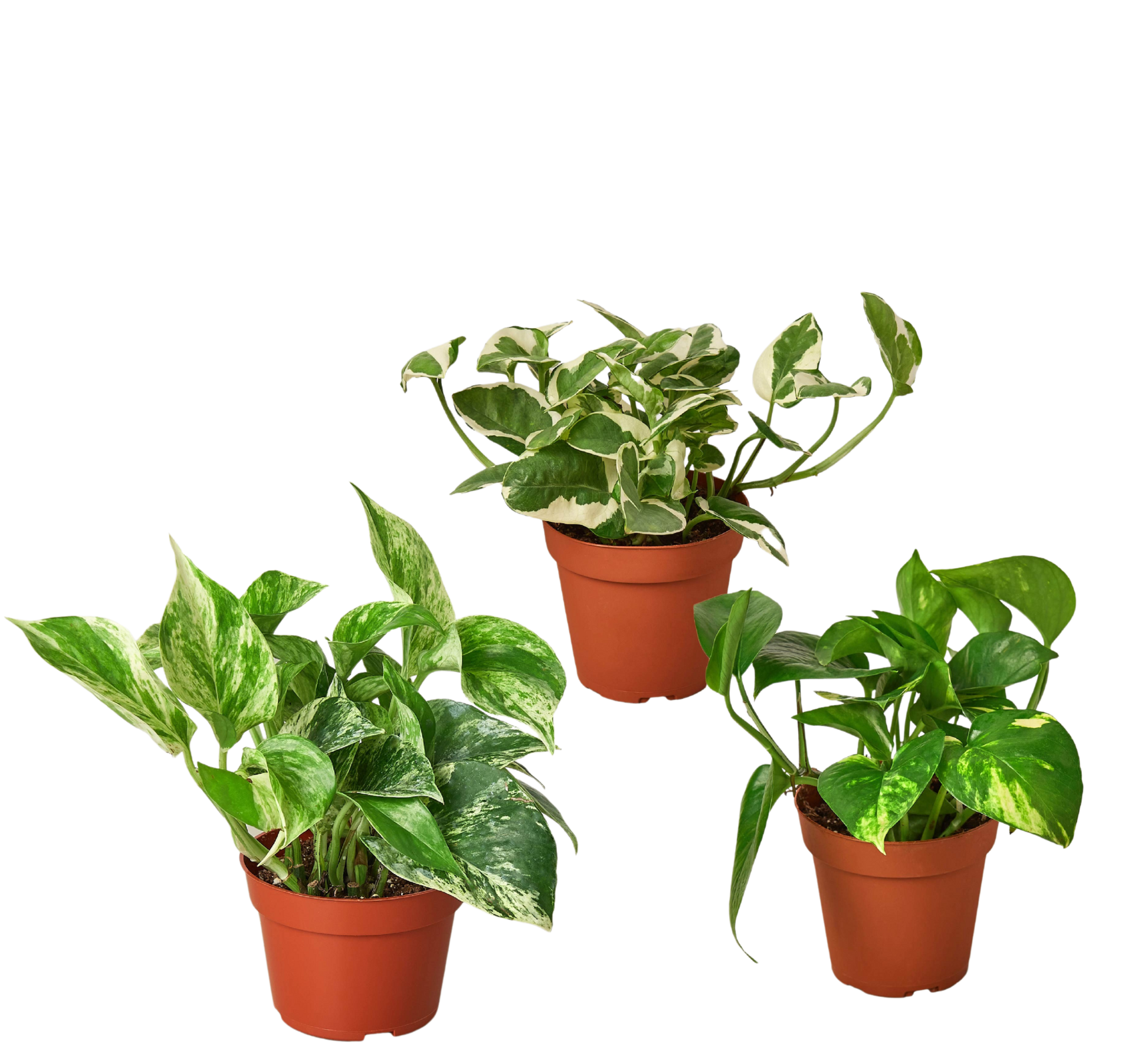 3 POTHOS VARIETY PACK