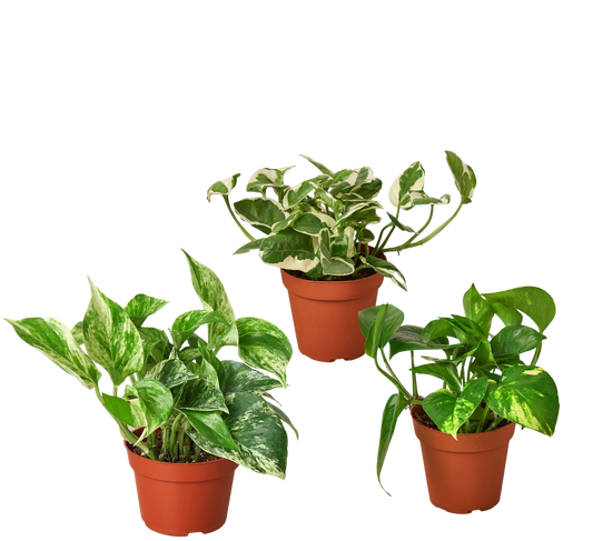 3 POTHOS VARIETY PACK