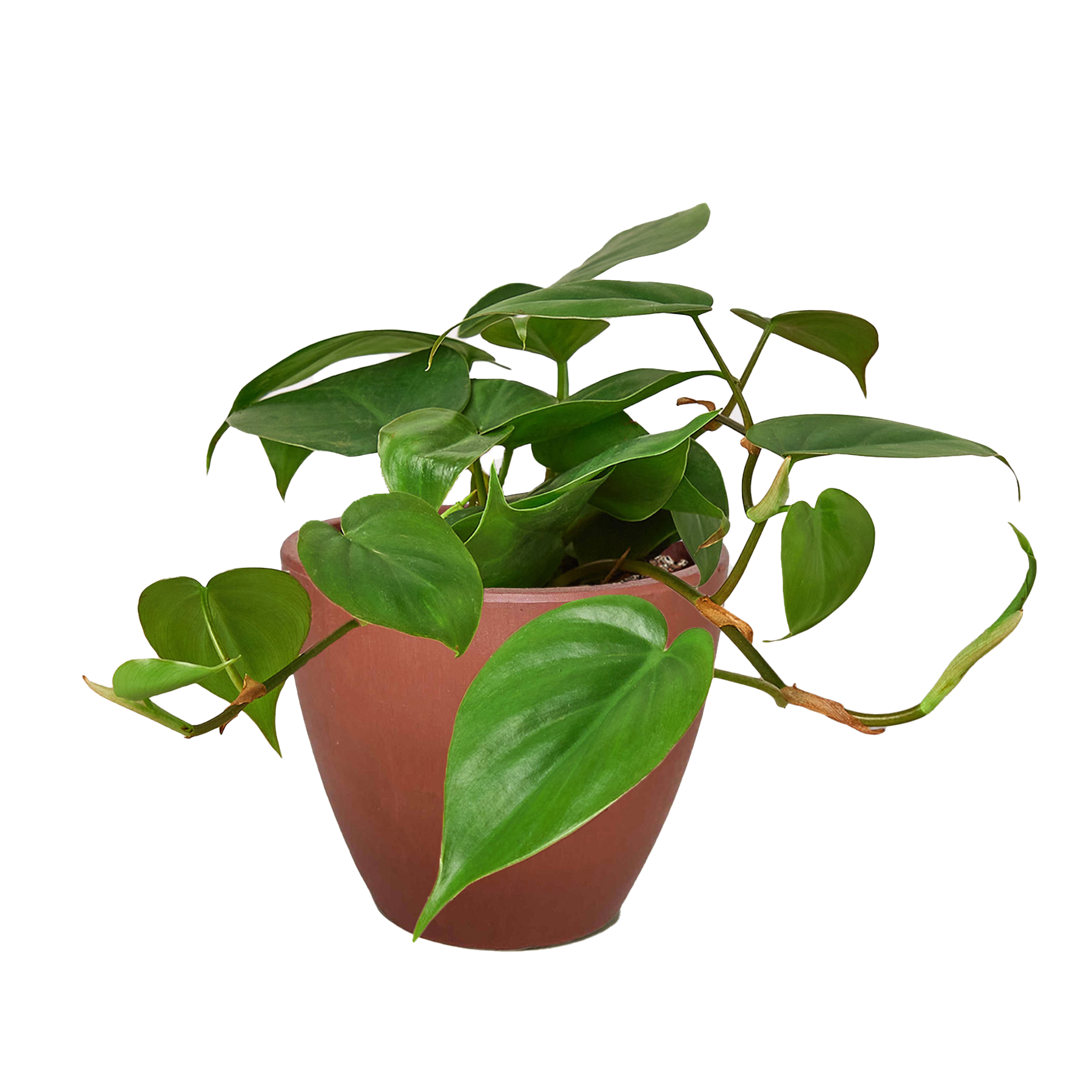 PHILODENDRON CORDATUM HEARTLEAF