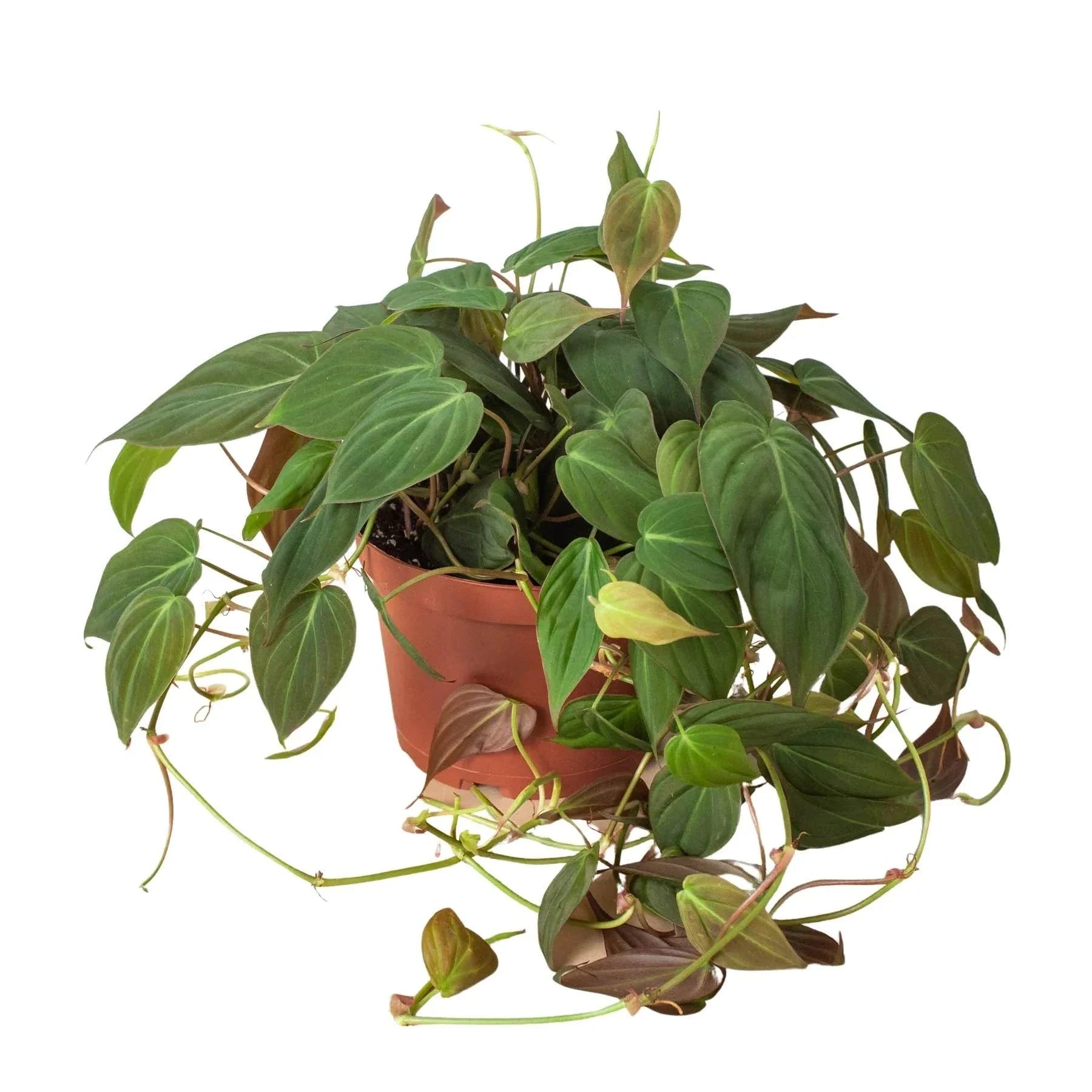 PHILODENDRON 'VELVET'