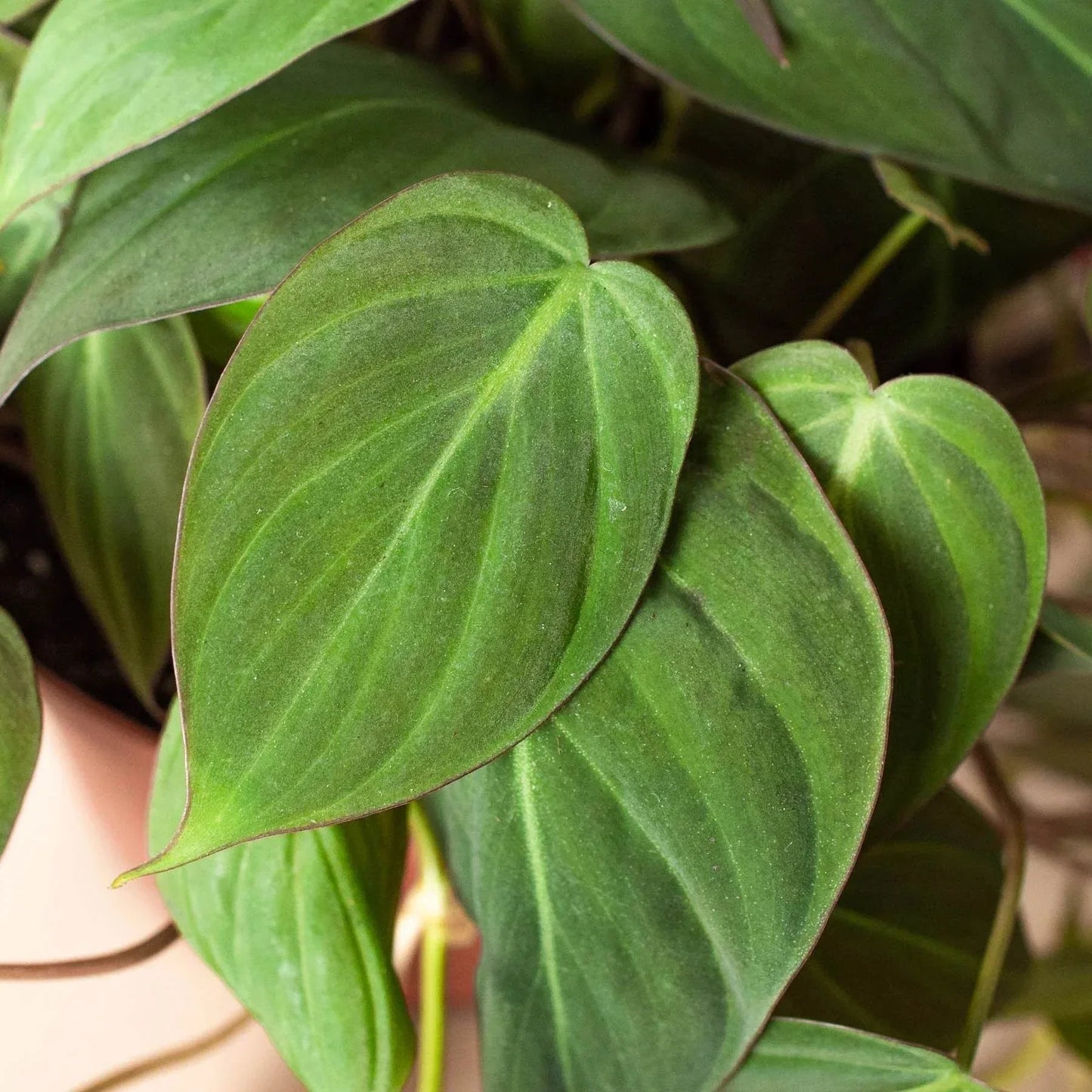 PHILODENDRON 'VELVET'