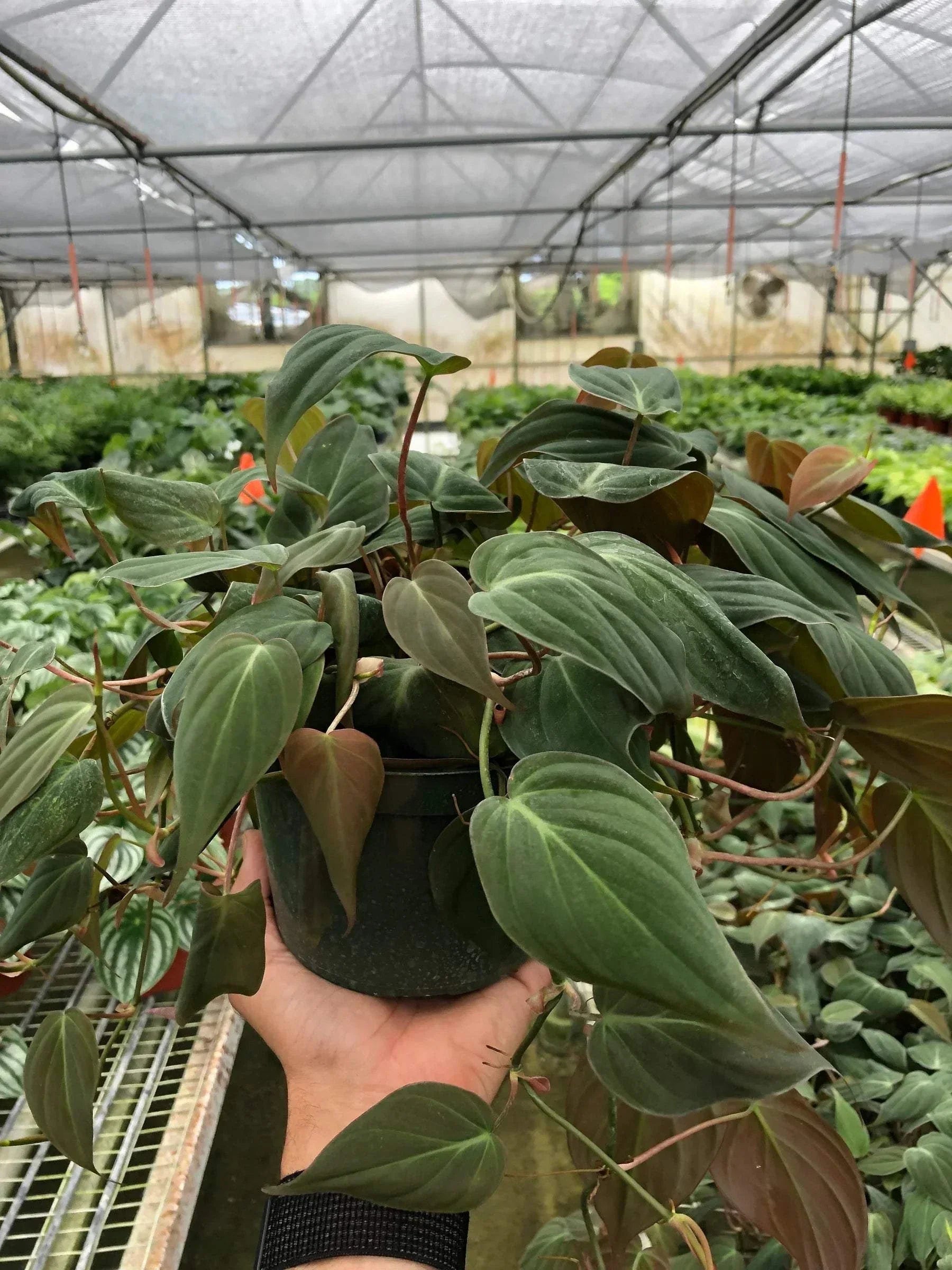 PHILODENDRON 'VELVET'
