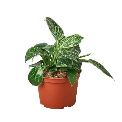 PHILODENDRON 'BIRKIN'