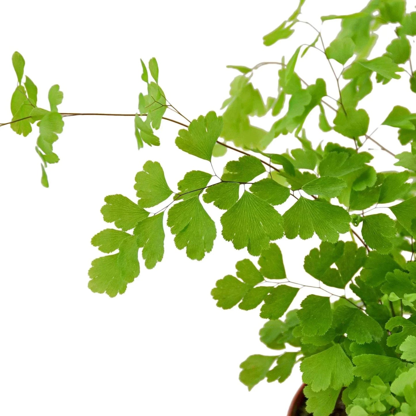 MAIDENHAIR FERN