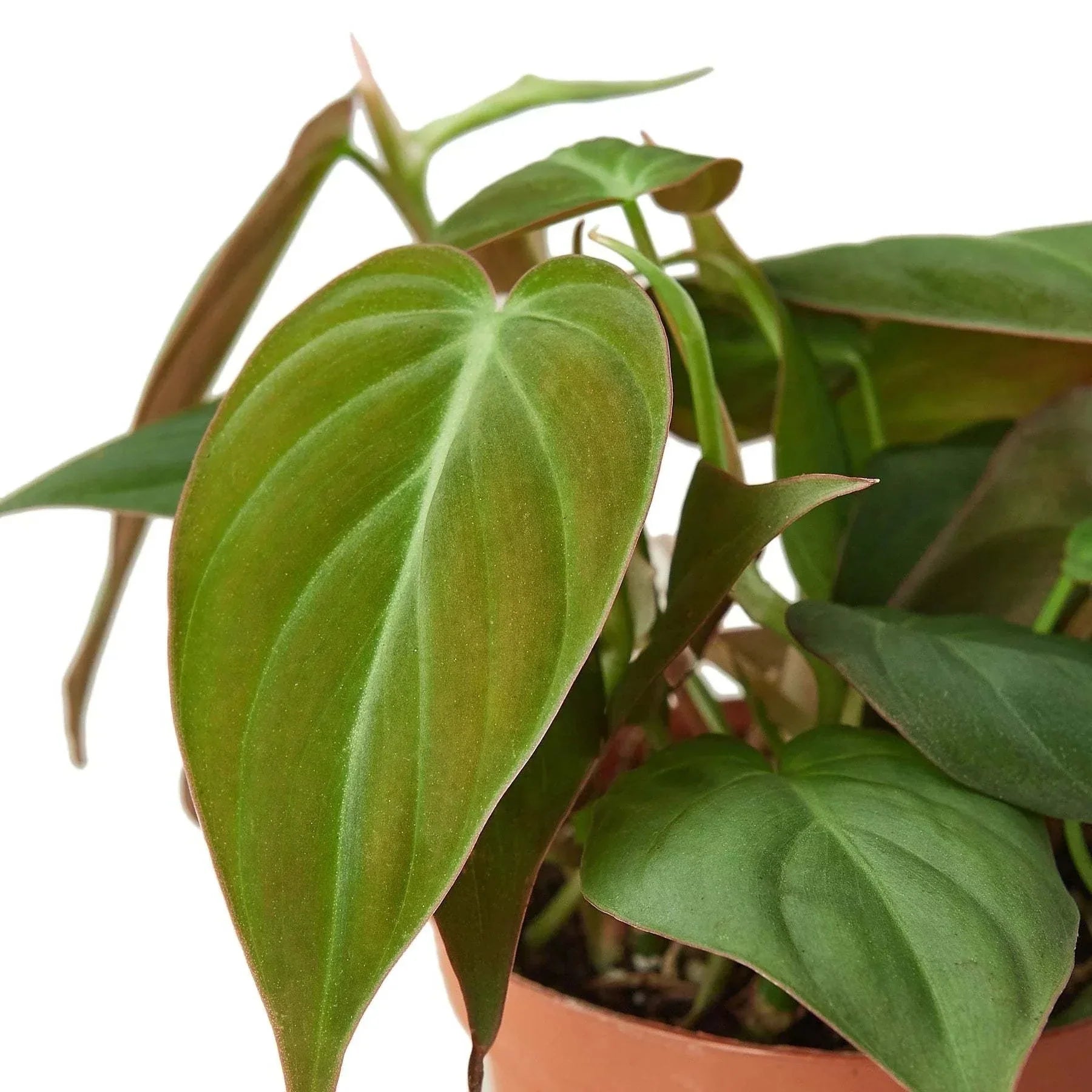PHILODENDRON 'VELVET'