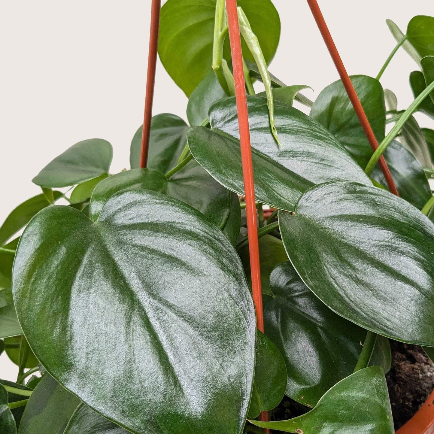 PHILODENDRON CORDATUM HEARTLEAF