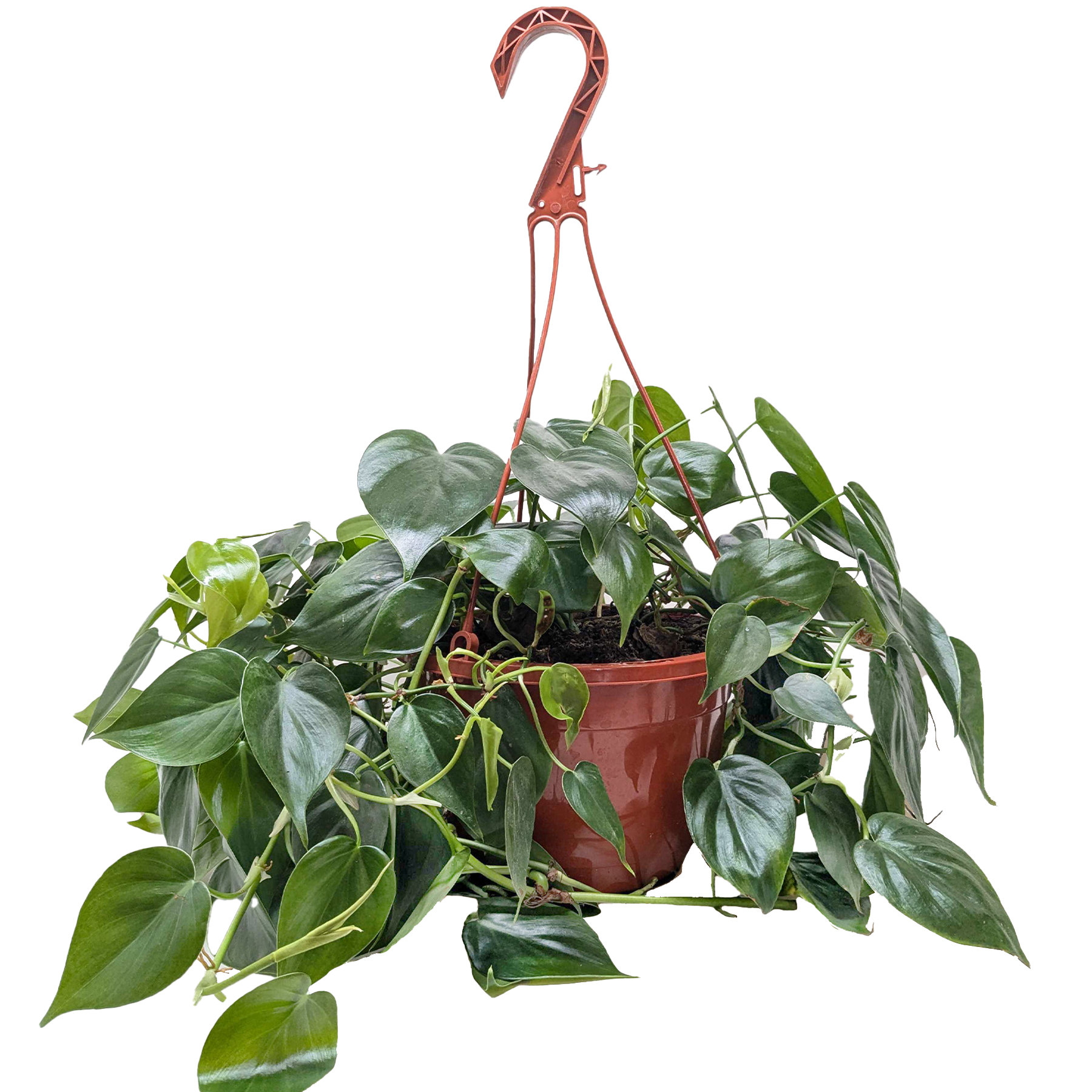 PHILODENDRON CORDATUM HEARTLEAF