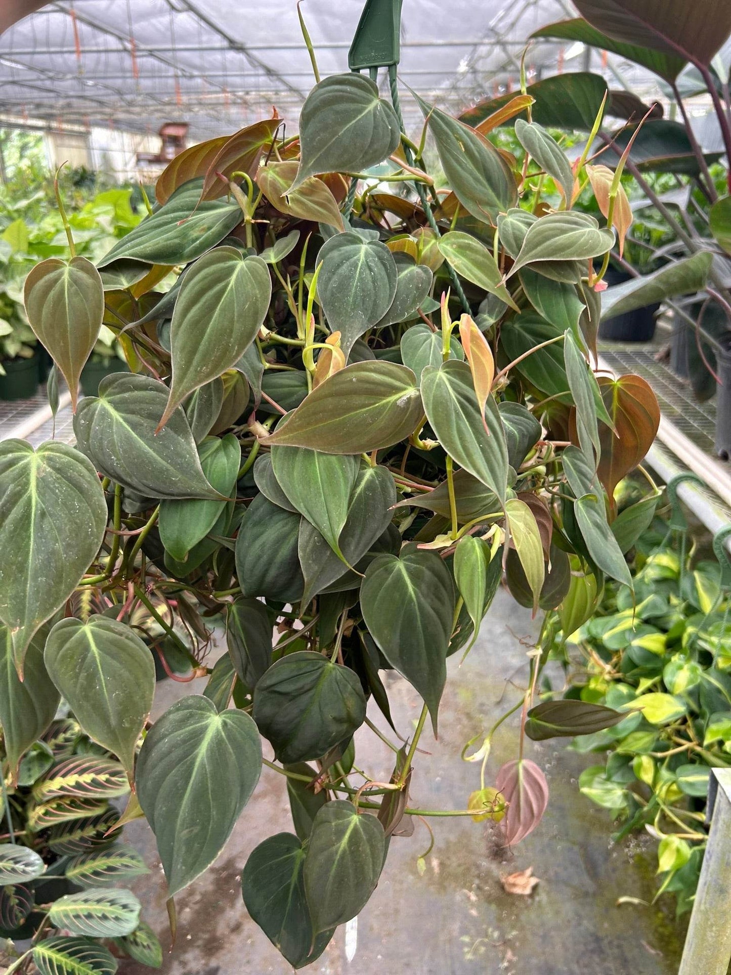 PHILODENDRON 'VELVET'
