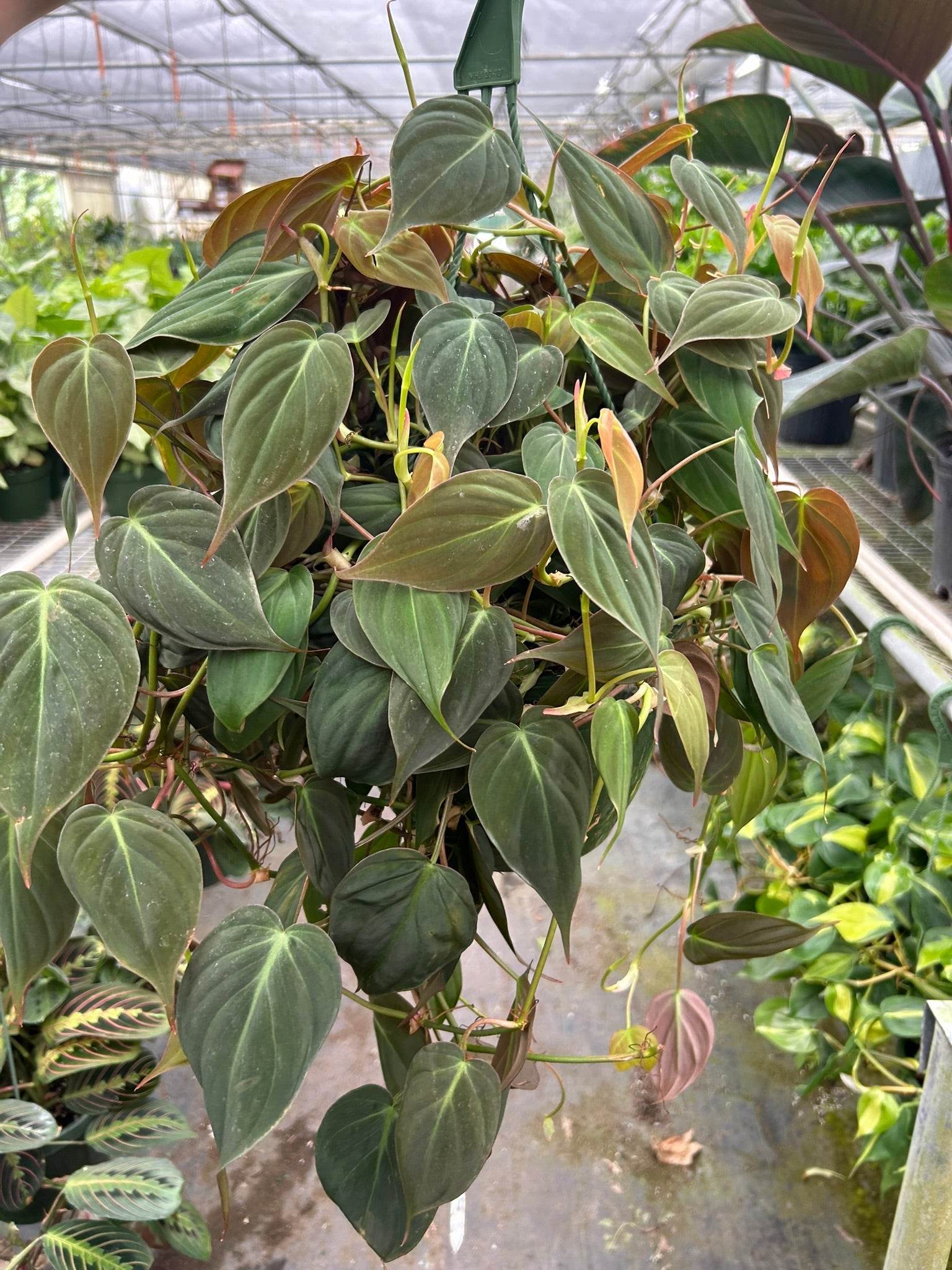PHILODENDRON 'VELVET'