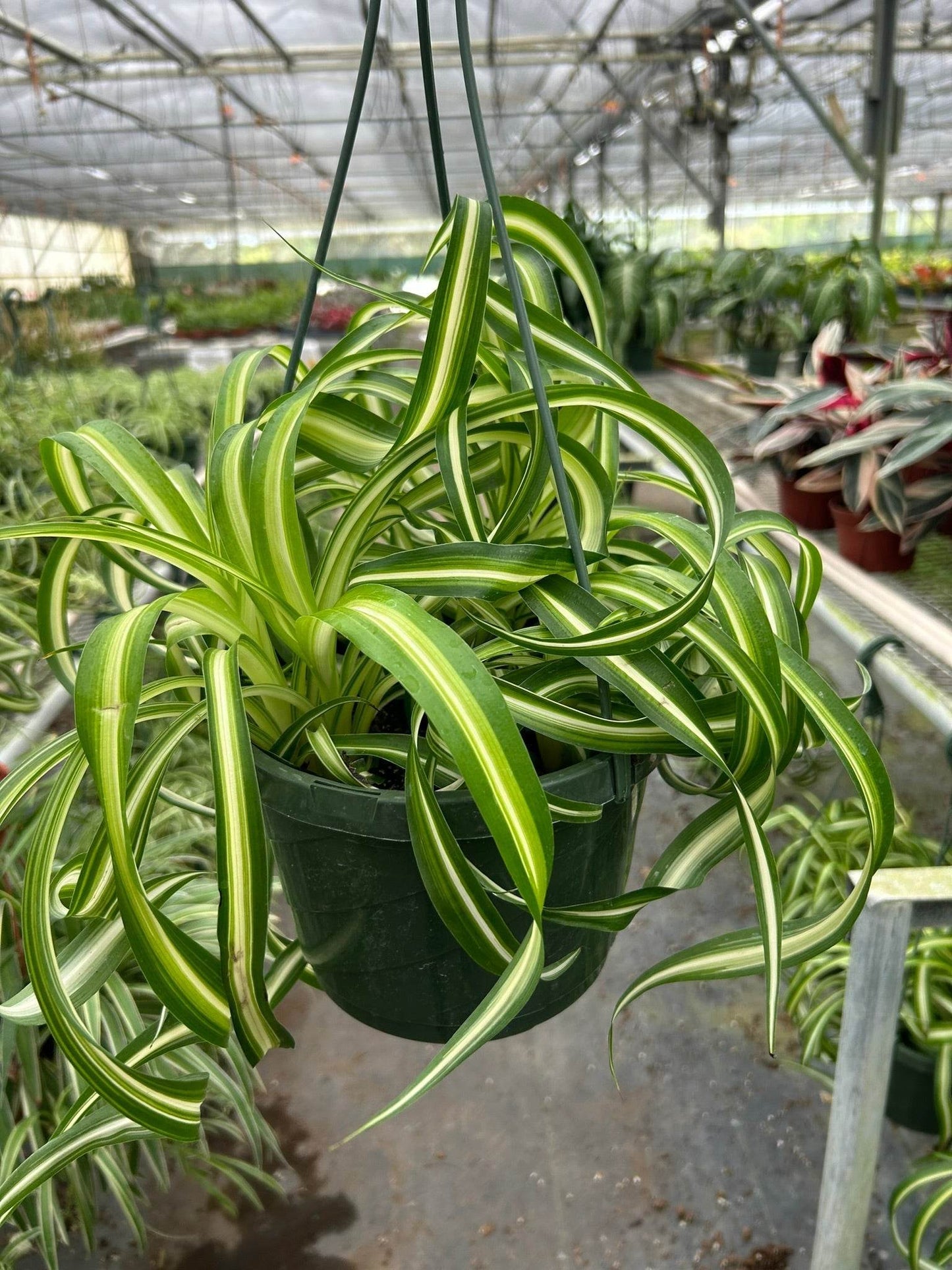 SPIDER PLANT 'BONNIE'