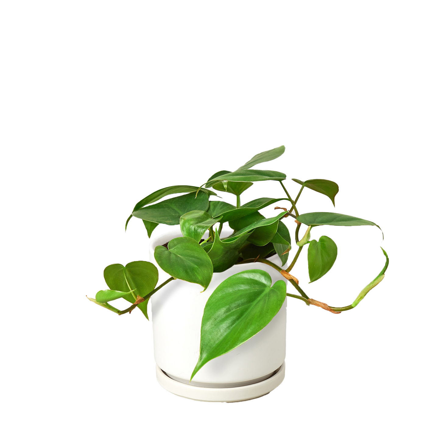 PHILODENDRON CORDATUM HEARTLEAF