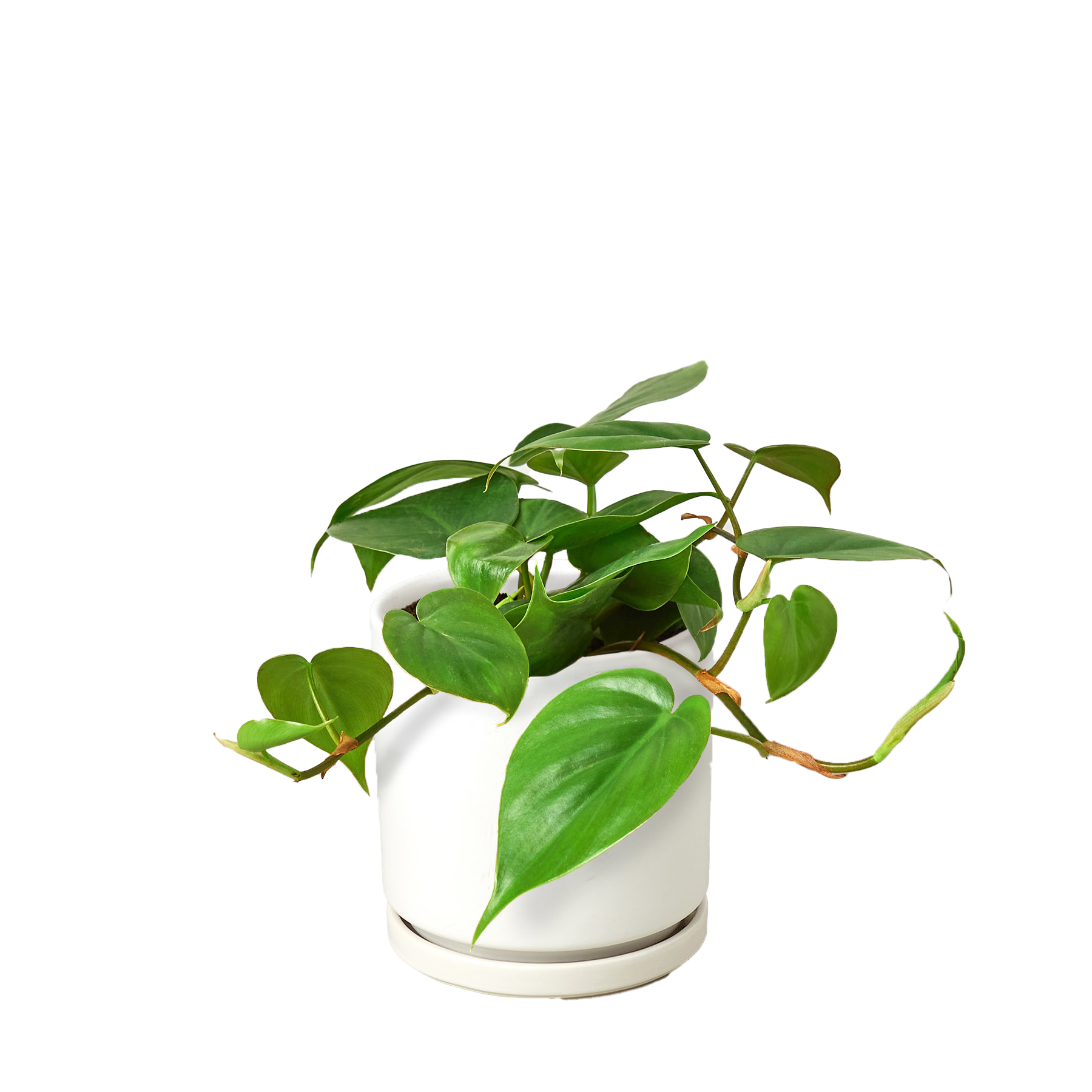 PHILODENDRON CORDATUM HEARTLEAF