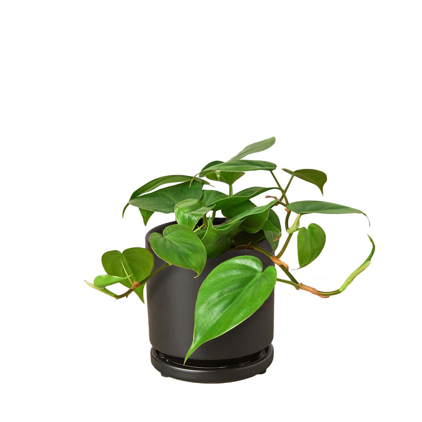 PHILODENDRON CORDATUM HEARTLEAF