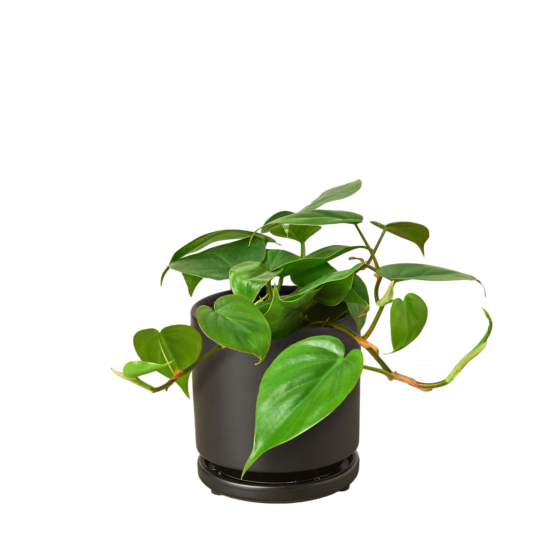 PHILODENDRON CORDATUM HEARTLEAF