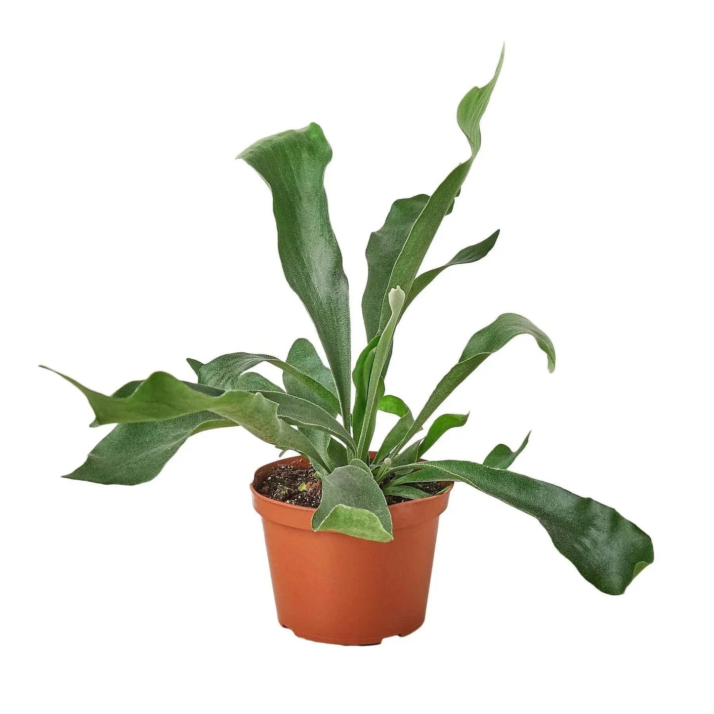STAGHORN FERN