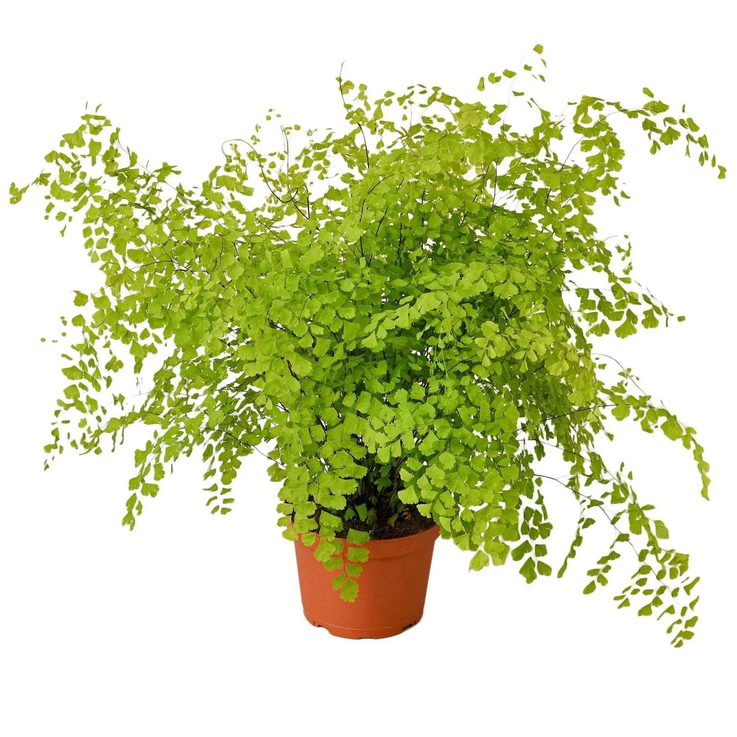 MAIDENHAIR FERN