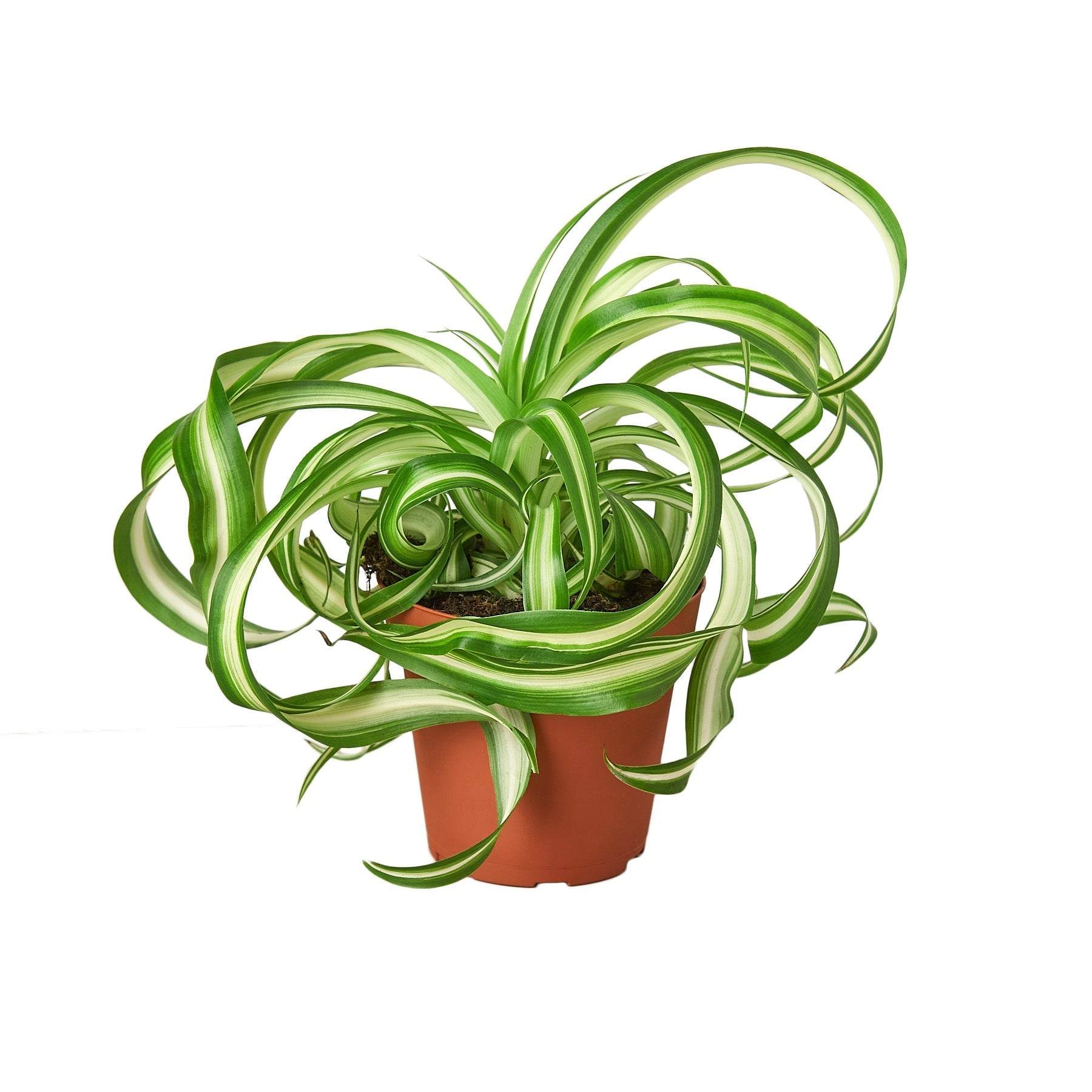 SPIDER PLANT 'BONNIE'