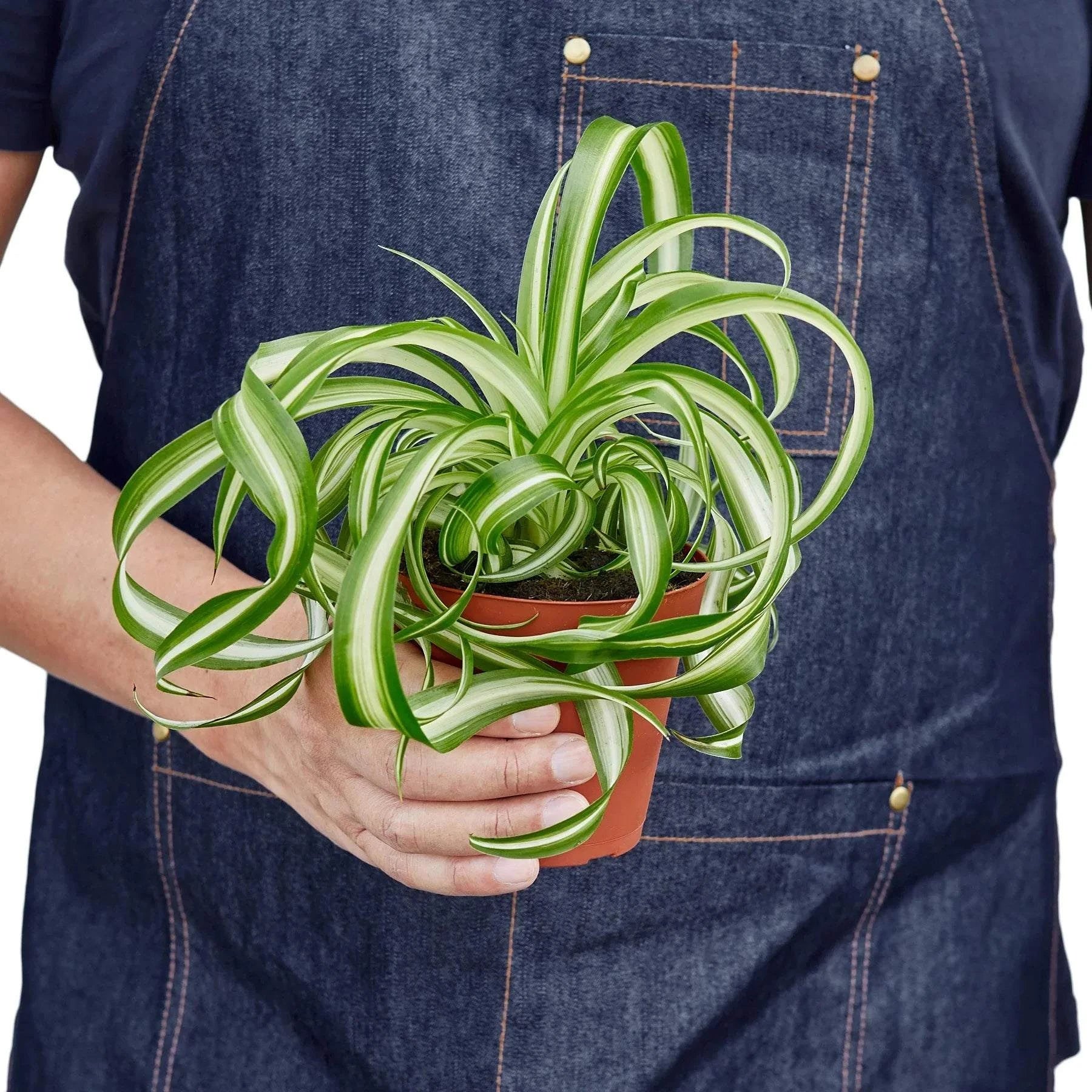 SPIDER PLANT 'BONNIE'