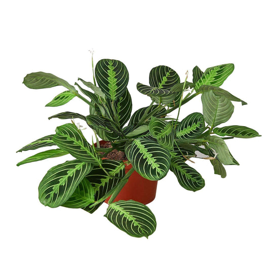 MARANTA 'LEMON LIME' (PRAYER PLANT)