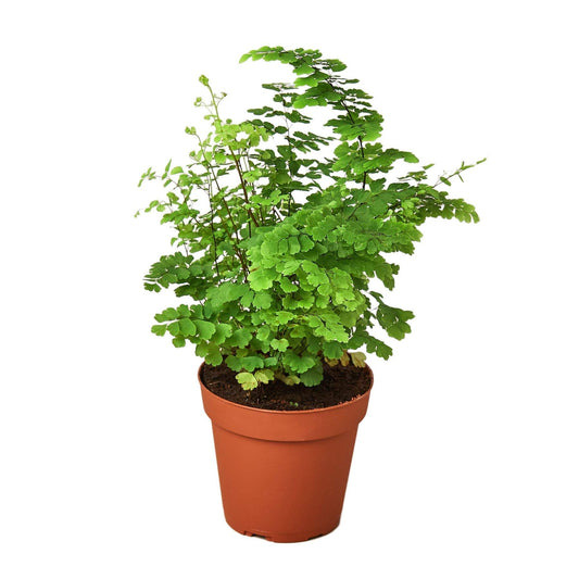 MAIDENHAIR FERN