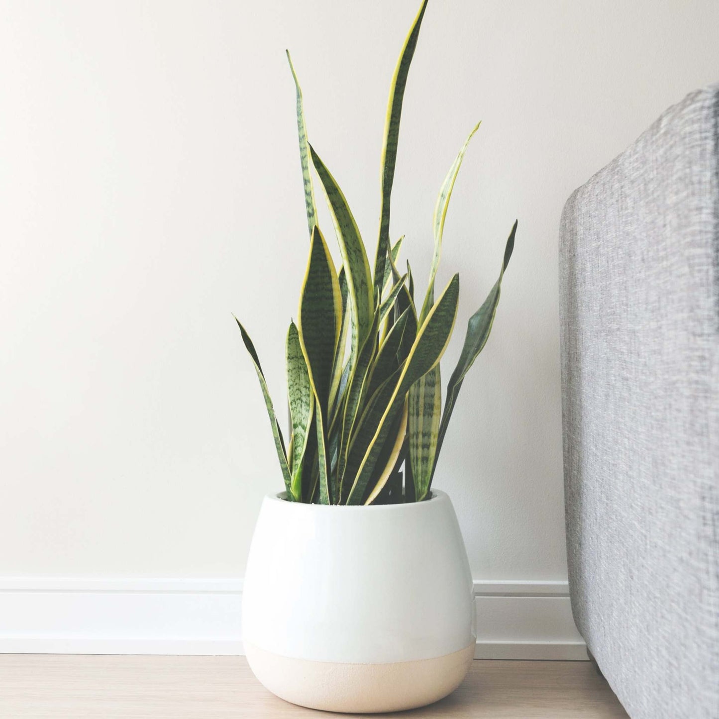 SNAKE (SANSEVIERIA) PLANT VARIETY PACK [2]