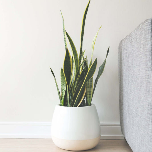 SNAKE (SANSEVIERIA) PLANT VARIETY PACK [2]